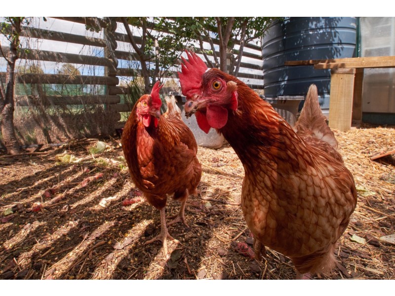 49 Duralla Street, Bungendore NSW 2621