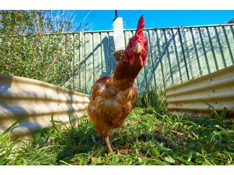 21 Companion Crescent, Flynn ACT 2615