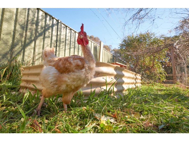 21 Companion Crescent, Flynn ACT 2615