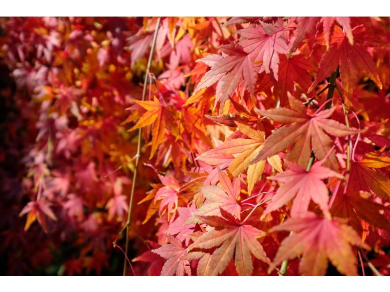 10 Bullala Court, Ngunnawal ACT 2913