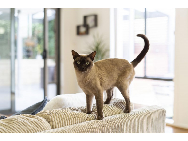 9 Borthwick Avenue, Casey ACT 2913