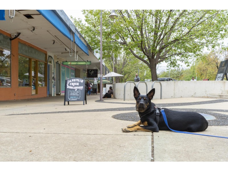 1/55 Stuart Street, Griffith ACT 2603