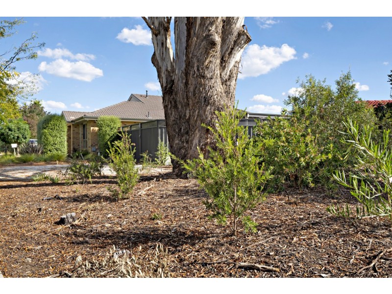 11 Wellesley Street, Amaroo ACT 2914