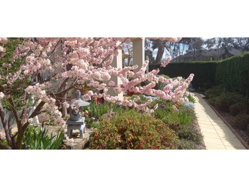 25 Nellie Hamilton Avenue, Gungahlin ACT 2912