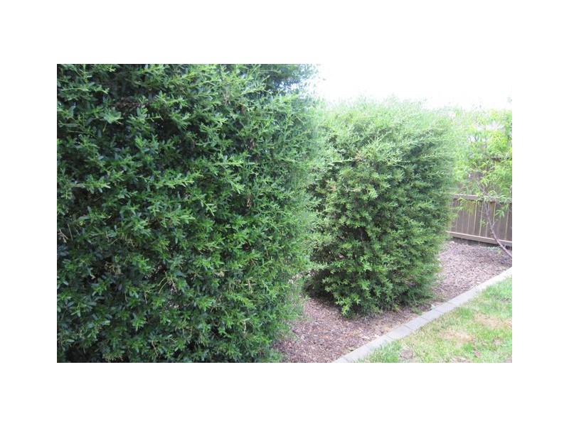 20 Kalianna Street, Harrison ACT 2914