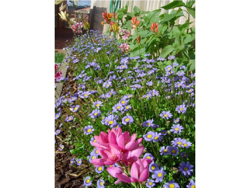 76 Buckingham Street, Amaroo ACT 2914