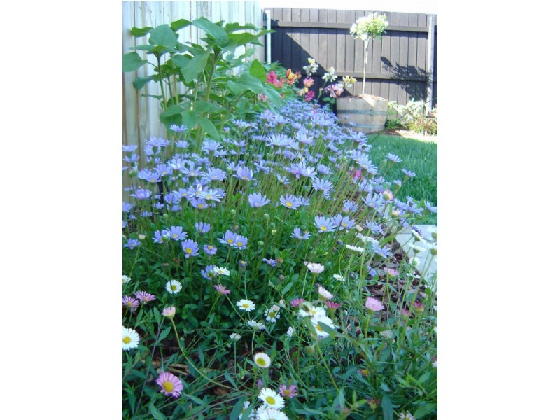 76 Buckingham Street, Amaroo ACT 2914