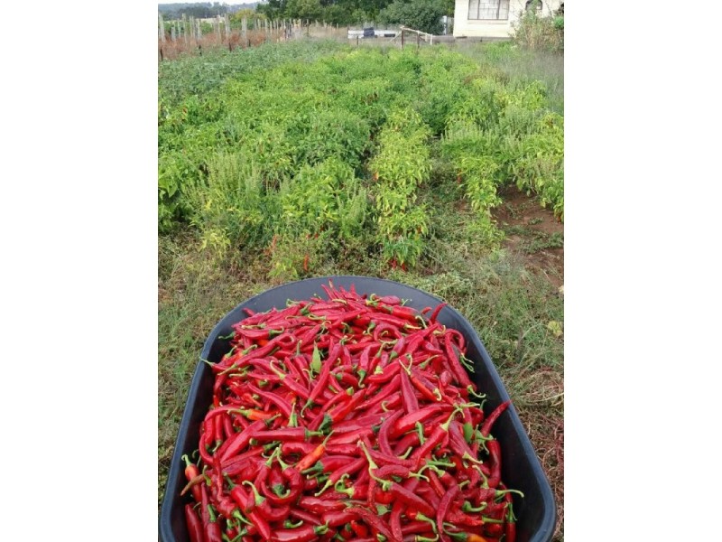 11533 South Western Highway, Wokalup WA 6221