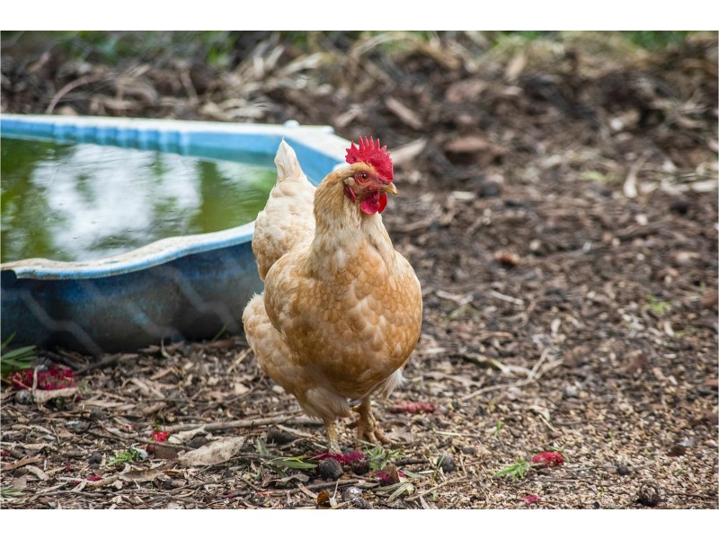 31 Zamia Road, Gooseberry Hill WA 6076