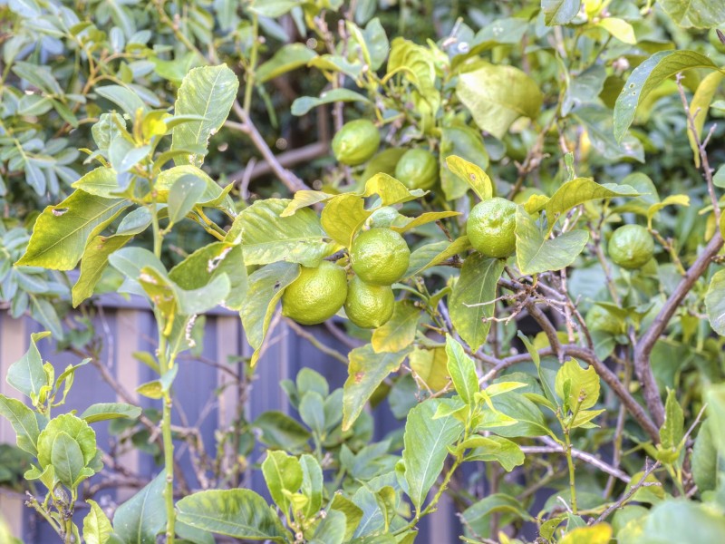 2 Warren Road, Bullsbrook WA 6084