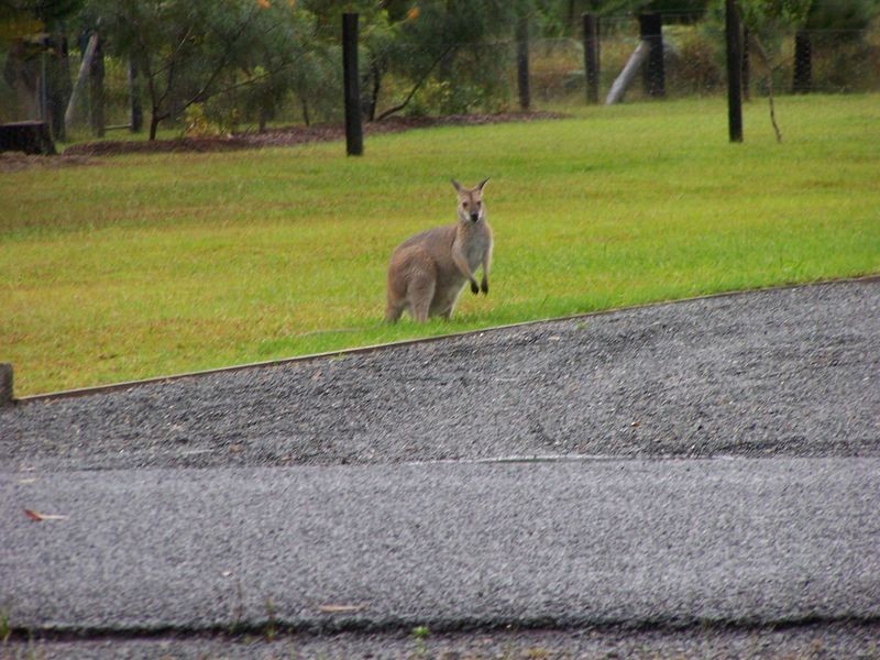 33 Heather Close Highlands Estate, Failford NSW 2430