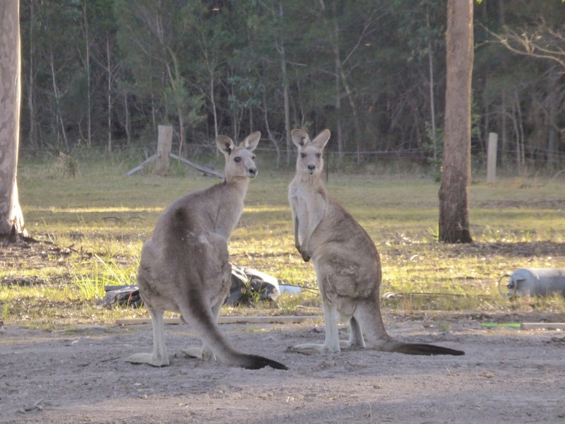 54 Mahogany Road, Coolongolook NSW 2423