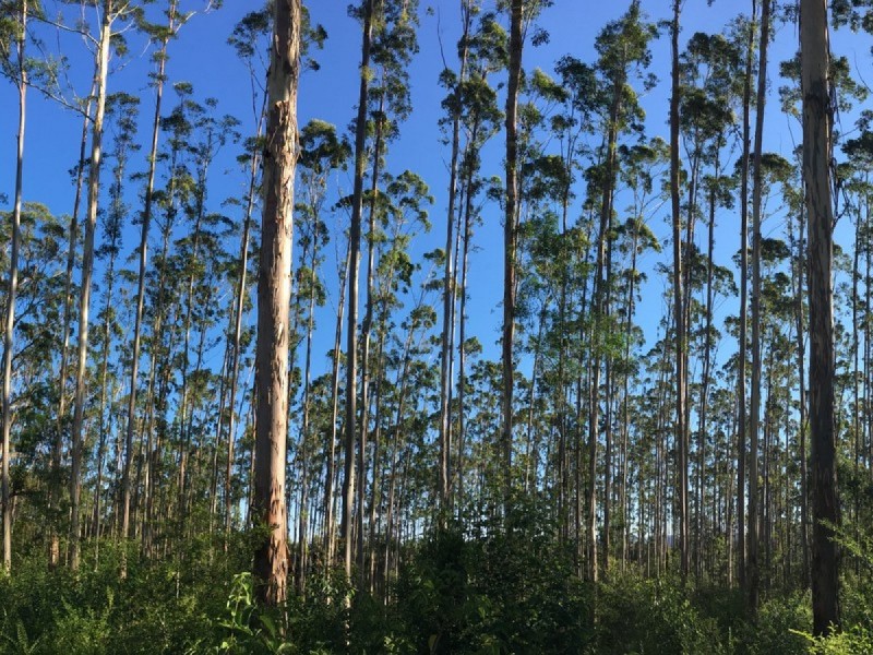 Lot 4 Elmar Road, Wootton NSW 2423