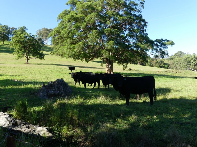 775 Minimbah Road, Nabiac NSW 2312