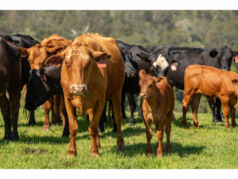 185 Sawyers Creek Road, Willina NSW 2423