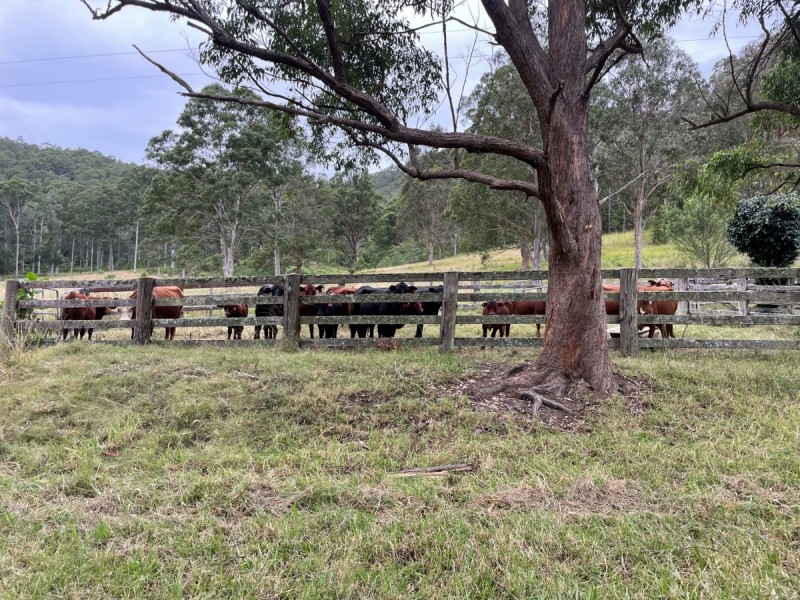 185 Sawyers Creek Road, Willina NSW 2423