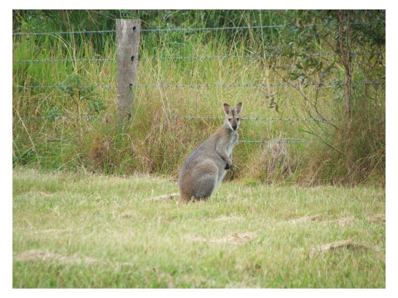 Coolongolook NSW 2423