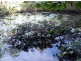 Diamond Beach NSW 2430