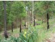 213 Tallwood Drive, Rainbow Flat NSW 2430