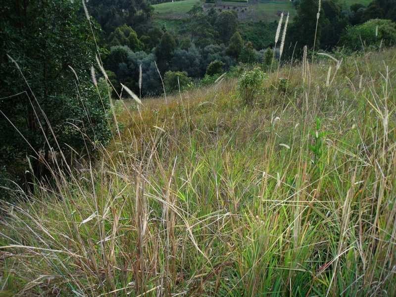 721 Capeview Way, Tallwoods Village NSW 2430