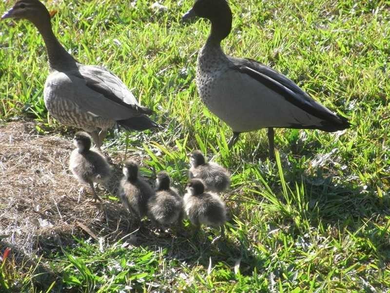 323 Blackhead Road, Hallidays Point NSW 2430