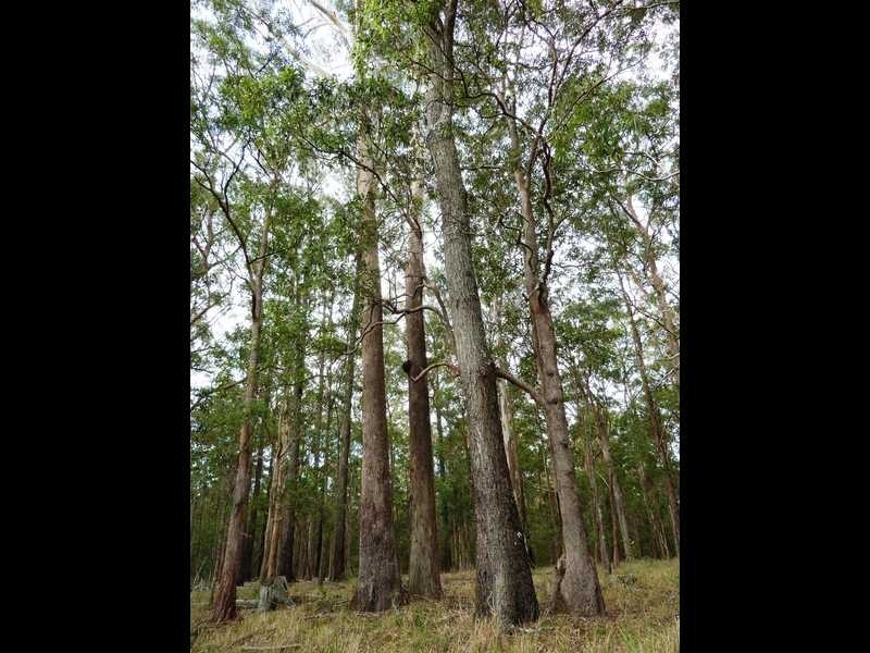 77 83 91 Blackhead Road, Rainbow Flat NSW 2430