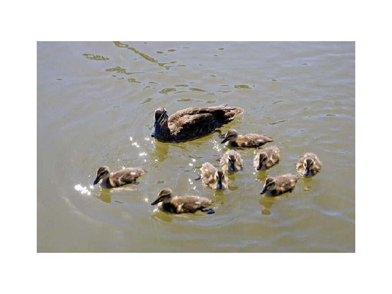 9 Sandilands Street, Lockleys SA 5032