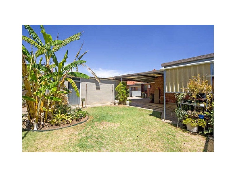 49 White Avenue, Lockleys SA 5032