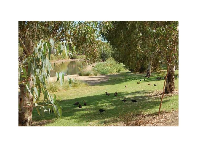 52 Clyde Avenue, Lockleys SA 5032