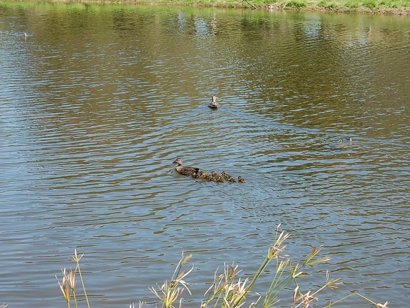 13 Castlebar Road, Lockleys SA 5032