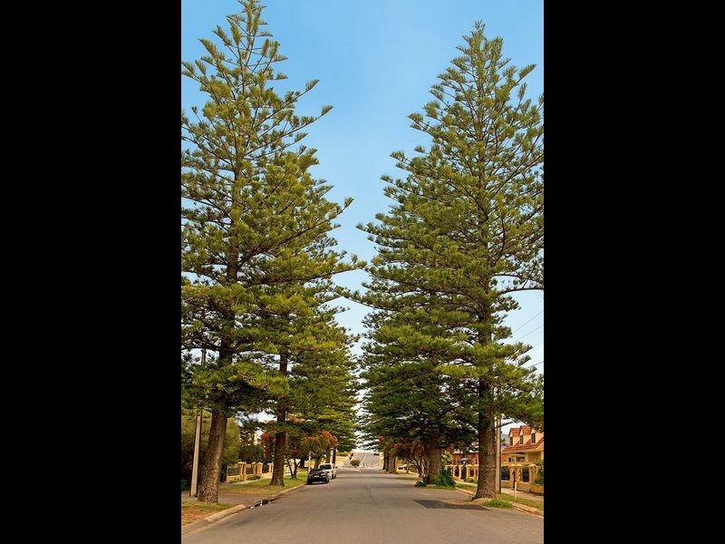 12A Reedie Street, Henley Beach SA 5022