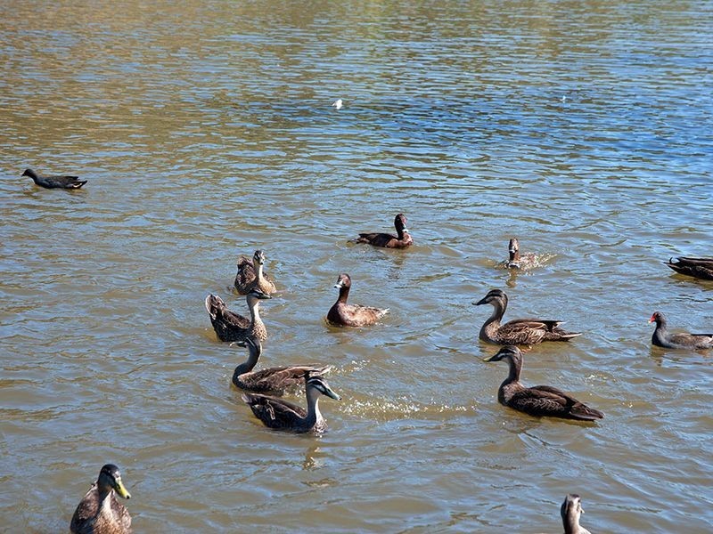 7 Sandilands Street, Lockleys SA 5032