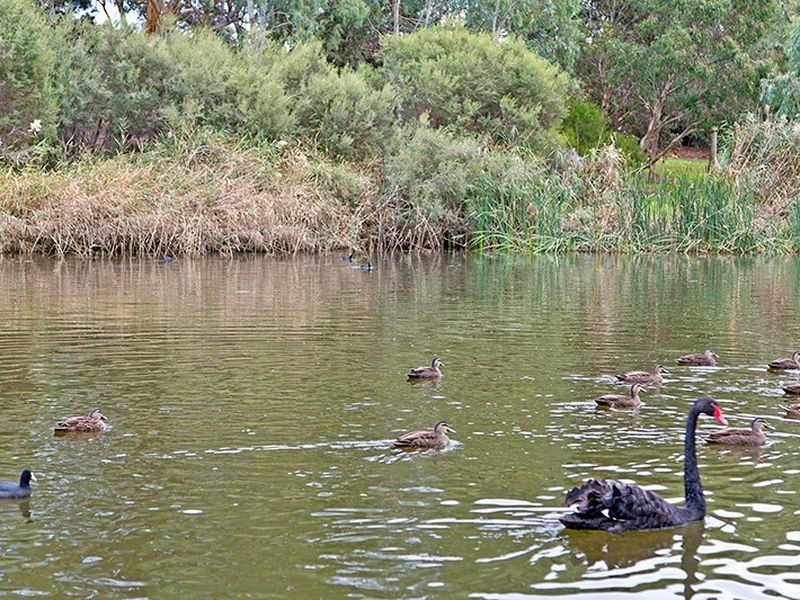 11 Counter Avenue, Lockleys SA 5032