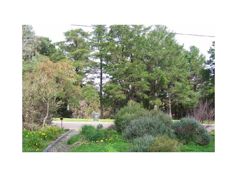 51 Pine Drive, Aberfoyle Park SA 5159
