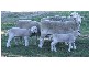 Bonnay/ Bonnay Linton Road, Bundarra NSW 2359