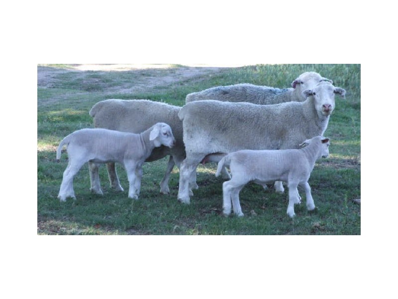 Bonnay/ Bonnay Linton Road, Bundarra NSW 2359