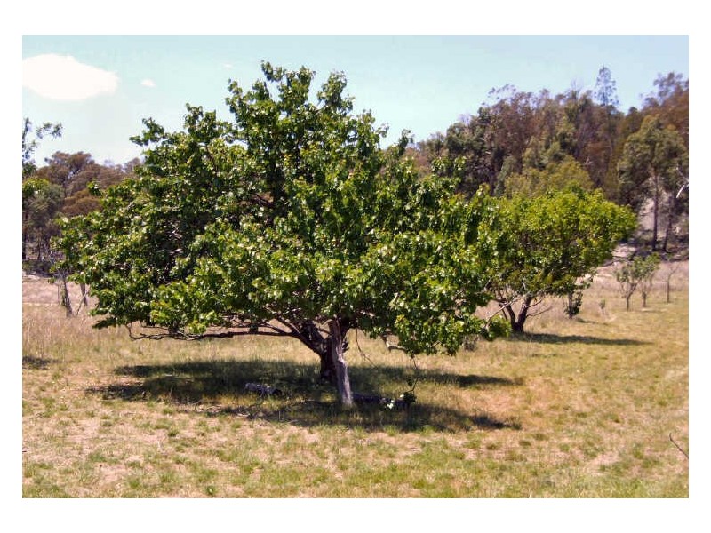 Bonnay – Linton Road Bundarra, Glen Innes NSW 2370