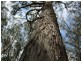 Glen Innes NSW 2370