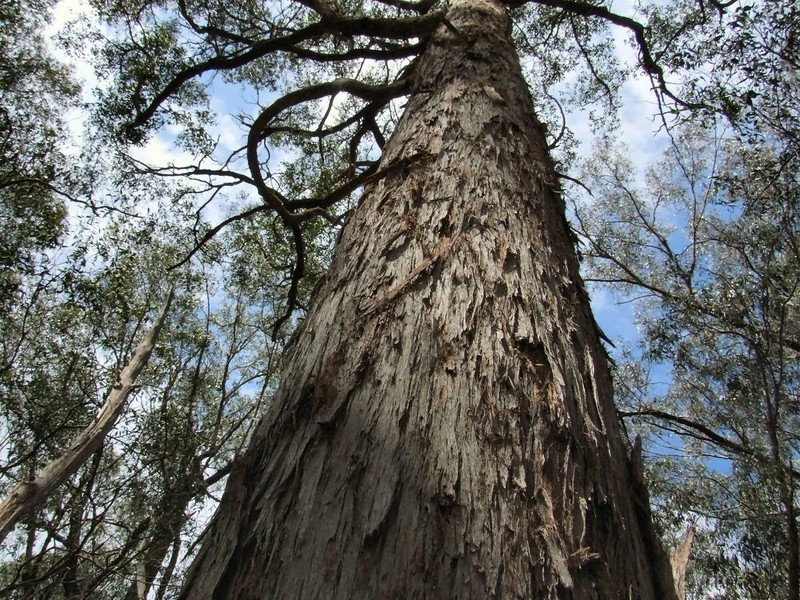 Glen Innes NSW 2370