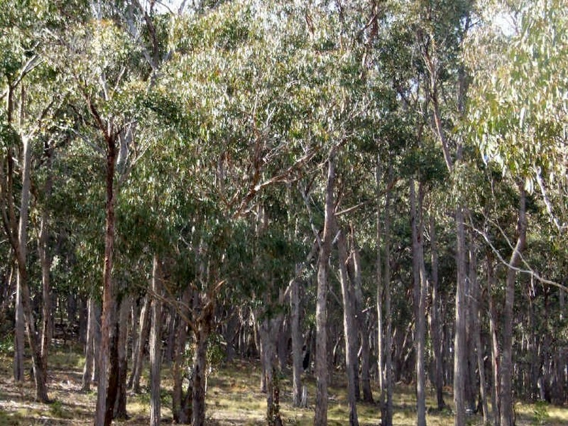 Glen Innes NSW 2370