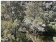 Lot 5 Tangoa Road, Wellingrove NSW 2370