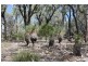 Lot 5 Tangoa Road, Wellingrove NSW 2370