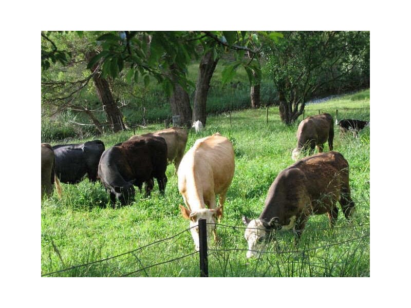 Shannonvale Road, Glen Innes NSW 2370