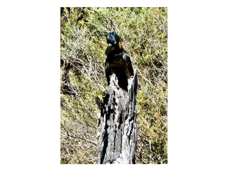 470 Silent Grove Road, Torrington NSW 2371