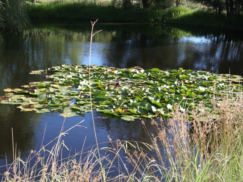 Torrington NSW 2371