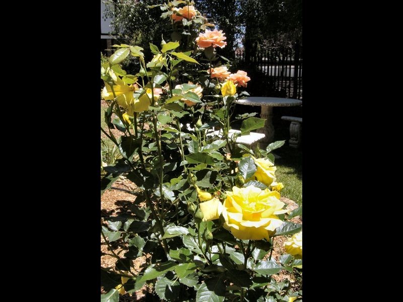 141 Church Street, Glen Innes NSW 2370