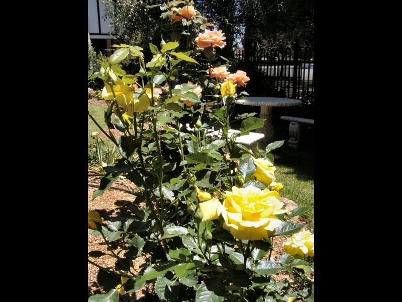 141 Church Street, Glen Innes NSW 2370