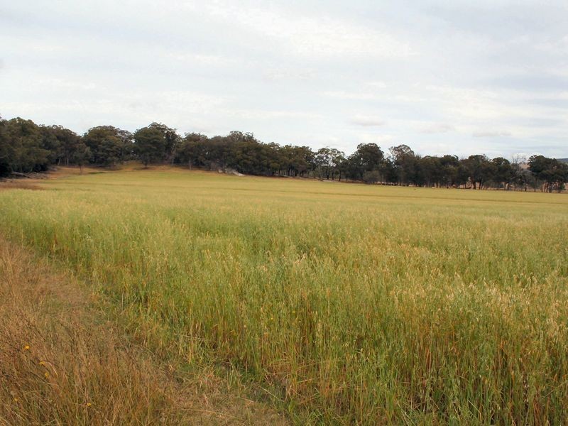 West Lynn Carrot Farm Road, Deepwater NSW 2371