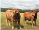West Lynn Carrot Farm Road, Deepwater NSW 2371