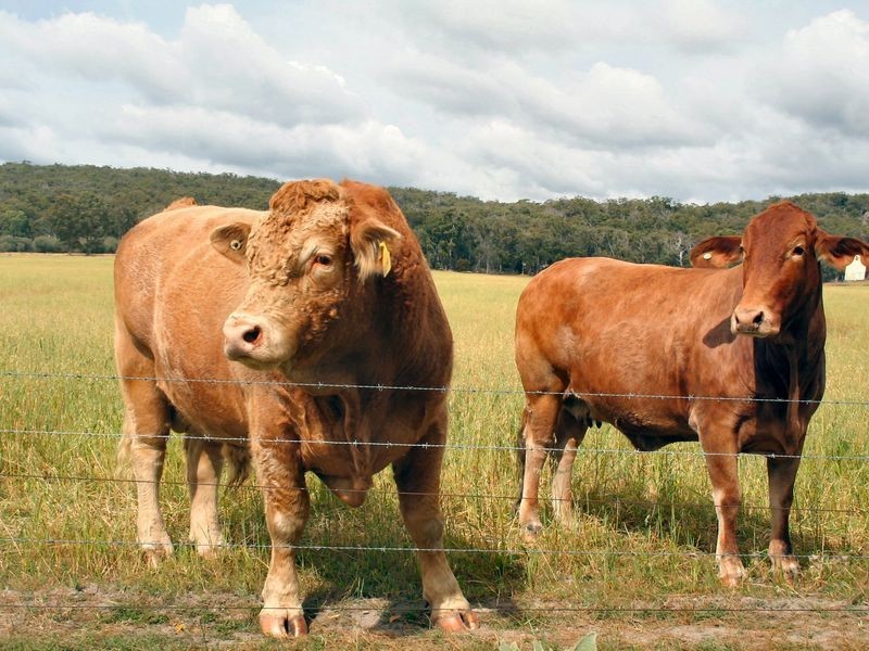 West Lynn Carrot Farm Road, Deepwater NSW 2371